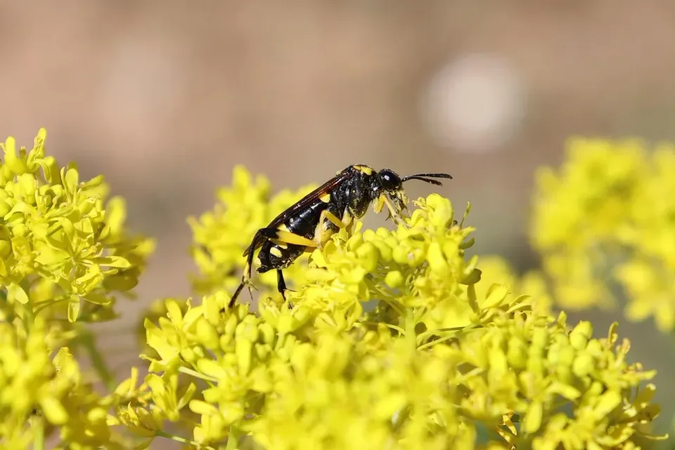 Wasp — Pest Control